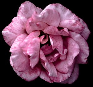 Pink Rose copy
