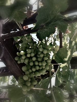 Cluster of Grapes