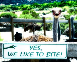 we-like-to-bite-srgb