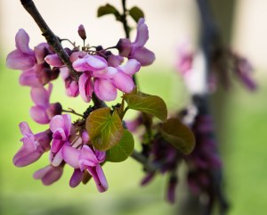 blossoms
