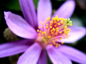 colors-unseen