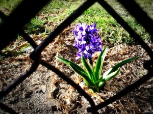 flowers-through-a-fence